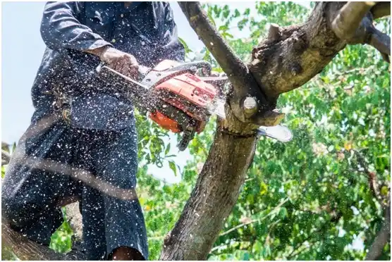 tree services Cookeville